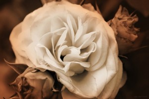 Taking Meaning-Distilling the Essence