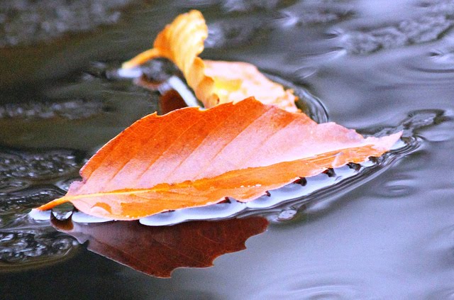 WaxingLyrical-leaves