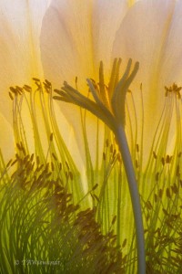 waxing-lyrical-flowers