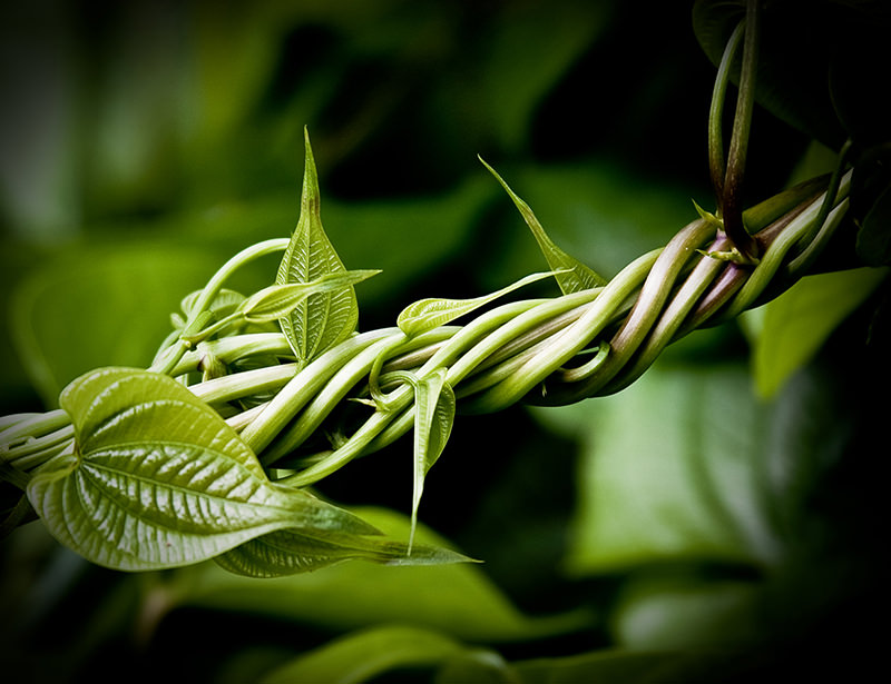 waxing-lyrical-vines