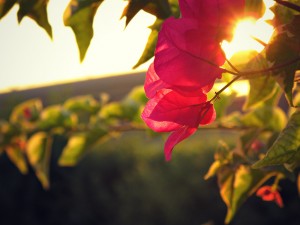 bouganvillea-wall-color-sunlight