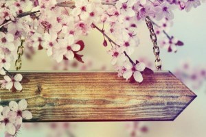 plum-blossoms-pink-wooden-sign